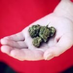 Canada’s Cannabis Stocks: Avoid These Top Mistakes as a 420 Investor
